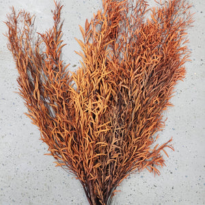 Preserved Feather Eucalyptus - Terracotta Orange: 16oz (25-35stems)