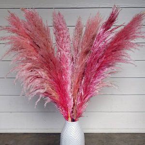 X-Large Pampas Grass, Dried, Very Fluffy - Pink Balayage